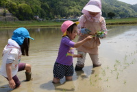 保育園児が田植えに挑戦している様子の写真