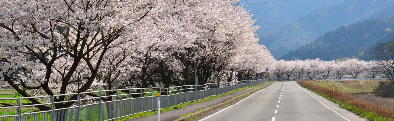 佐分利街道　桜